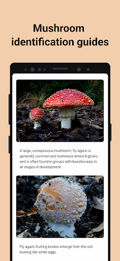 Picture Mushroom - Mushroom ID ekran görüntüsü