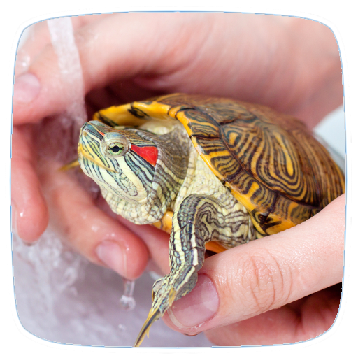 Pet Turtle Care Guide