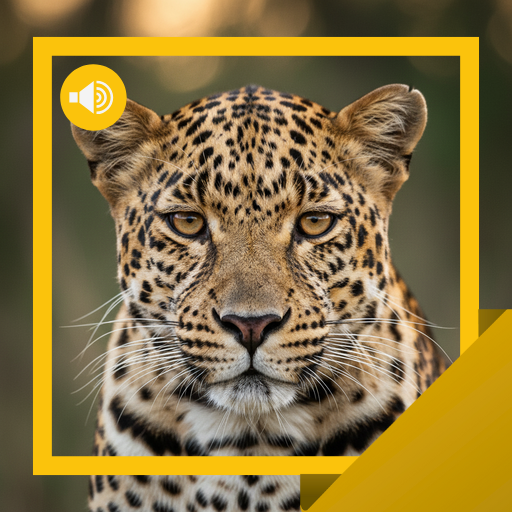 Leopar Sesleri ve Hikayesi