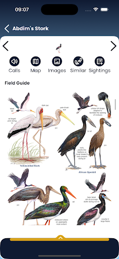 Roberts Birds ekran görüntüsü