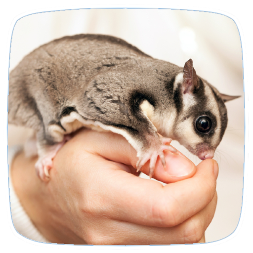 Pet Sugar Glider Care Guide
