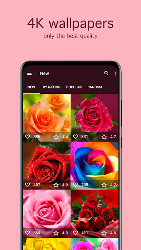 Rose Wallpapers 4K ekran görüntüsü