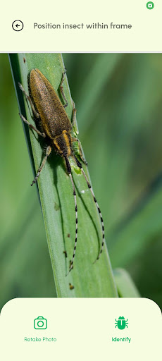 AI Insect Identifier ekran görüntüsü