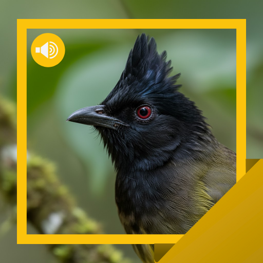 Blackcrested Bulbul Sounds