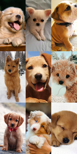 Puppy Wallpaper HD ekran görüntüsü