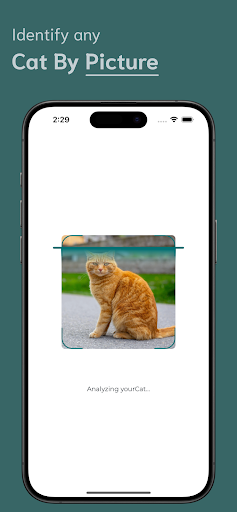 Cat Identifier ekran görüntüsü