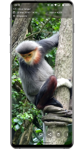 Aves Galeri ekran görüntüsü