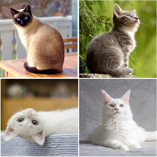 Kedi tanımlayıcı
