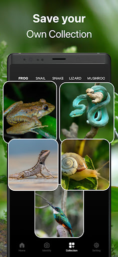 Frog Identifier Reptile ID ekran görüntüsü