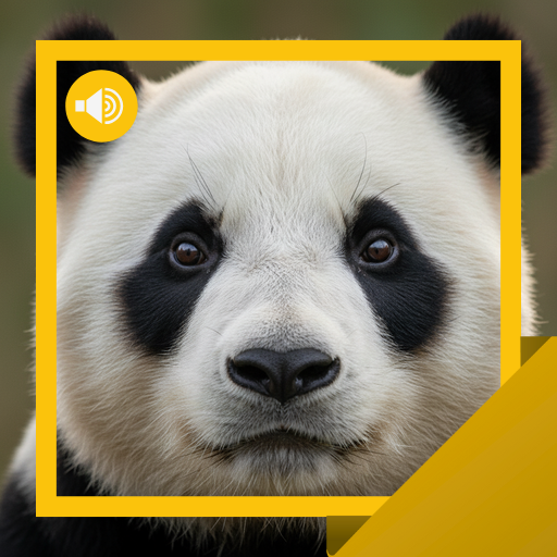 Panda Sesleri ve Hikaye