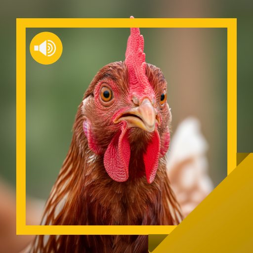 Chicken Sounds & Info