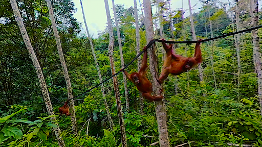Virtual Reality Animals! ekran görüntüsü