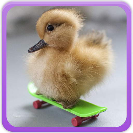 Duck Wallpapers Gallery