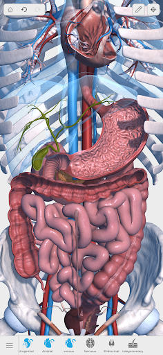 Visual Anatomy 3D - Human body ekran görüntüsü