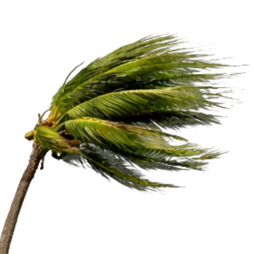 Palm Wind