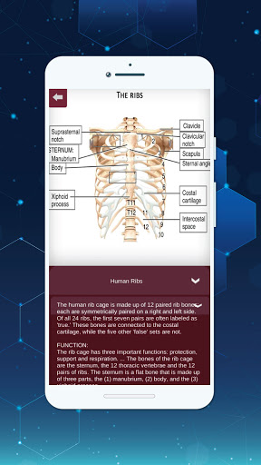 Complete 3D Female Anatomy ekran görüntüsü