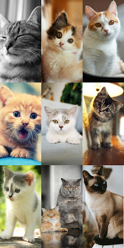 Cute Cat Wallpapers ekran görüntüsü