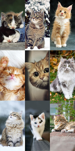 Cute Cat Wallpapers ekran görüntüsü