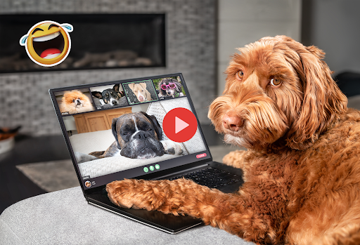 Komik videolar ve memler ekran görüntüsü