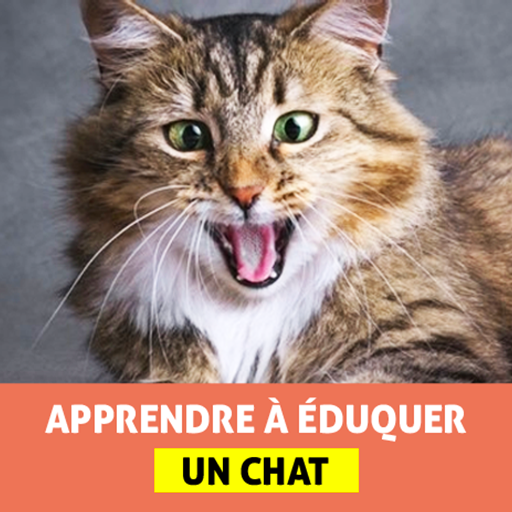 Dressage pour Chat