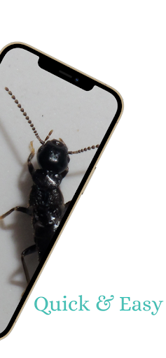 AI Insect Bug Identifier ekran görüntüsü