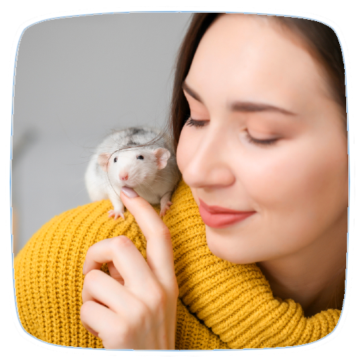 Pet Rat Care Guide