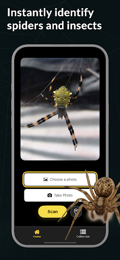 Spider Identifier Spider ID ekran görüntüsü