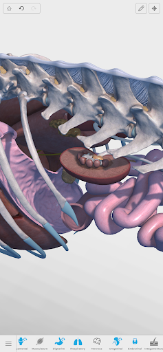 Complete Canine 3D - anatomy ekran görüntüsü