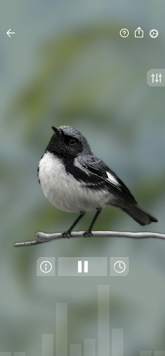 Kuş Sesleri: Bird Sounds ekran görüntüsü