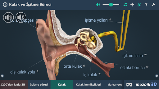 Kulak ve İşitme Süreci 3B ekran görüntüsü
