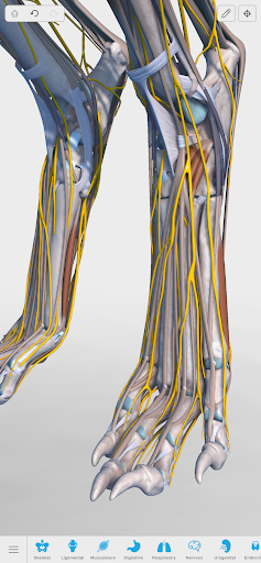 Complete Canine 3D - anatomy ekran görüntüsü