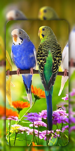 Birds Wallpaper in 4K ekran görüntüsü
