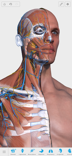 Visual Anatomy 3D - Human body ekran görüntüsü