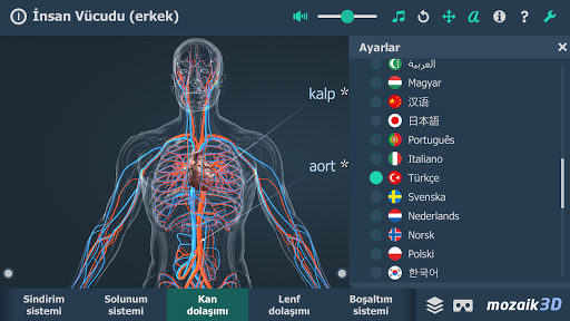 İnsan Vücudu (erkek) 3B ekran görüntüsü