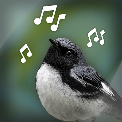 Kuş Sesleri: Bird Sounds