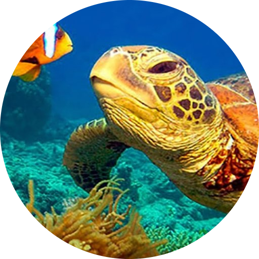 NatGeo Wild HD (Unofficial)