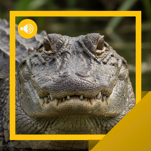 Alligator Sounds & Story