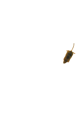 Mouse simulator: game for cat ekran görüntüsü