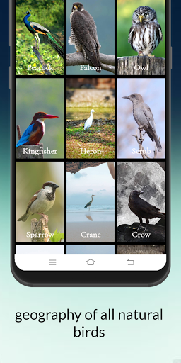 Birds information ekran görüntüsü