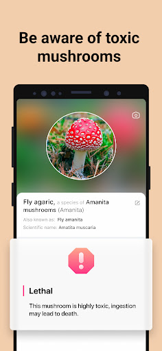Picture Mushroom - Mushroom ID ekran görüntüsü