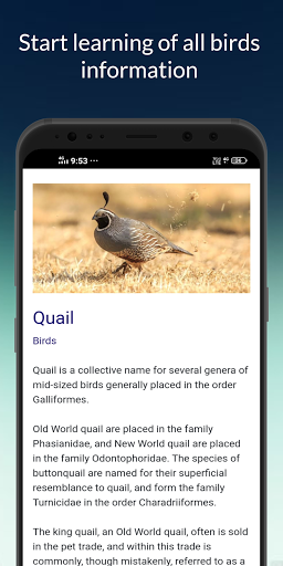 Birds information ekran görüntüsü