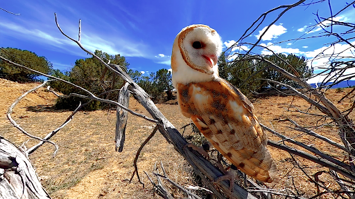 Virtual Reality Animals! ekran görüntüsü