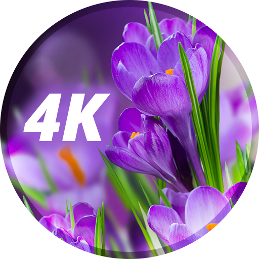 4K Çiçekler Duvar Kağıtları