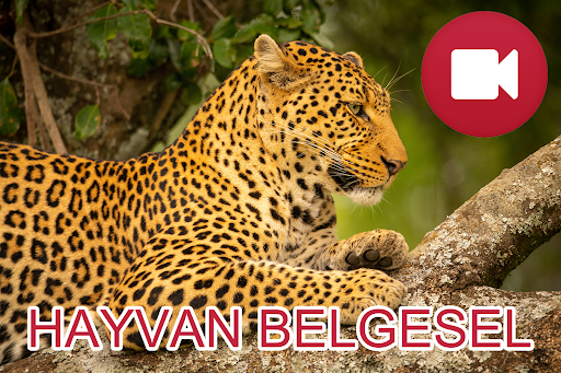 Vahşi Hayvanlar Belgeseli ekran görüntüsü