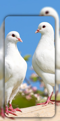 Birds Wallpaper in 4K ekran görüntüsü