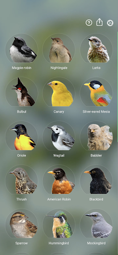 Kuş Sesleri: Bird Sounds ekran görüntüsü