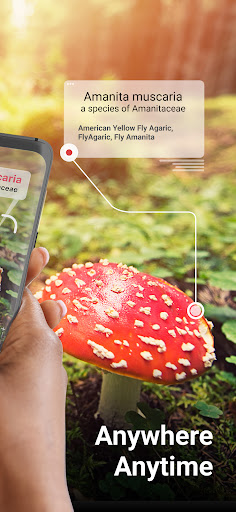 Picture Mushroom - Mushroom ID ekran görüntüsü