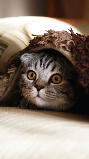 Sevimli Kedi Duvar Kağıdı ekran görüntüsü
