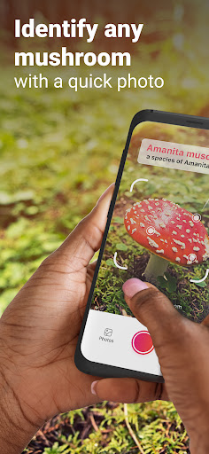Picture Mushroom - Mushroom ID ekran görüntüsü