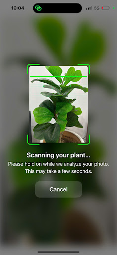 Plant Identification PlantID ekran görüntüsü